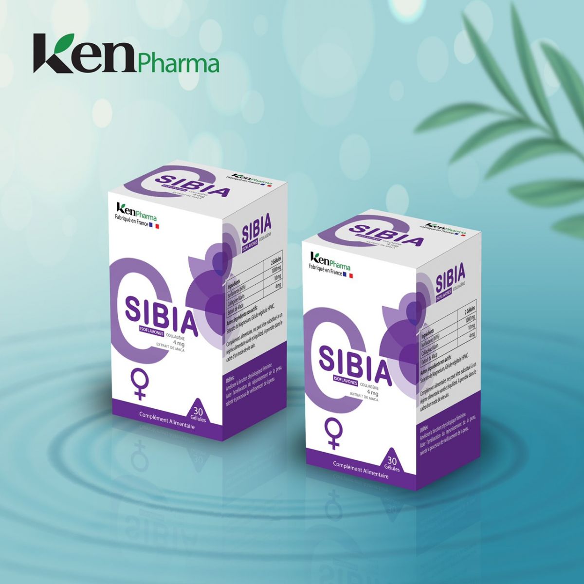 Sibia